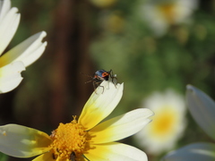 Clanoptilus marginellus