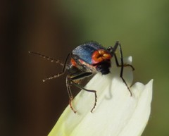 Clanoptilus marginellus