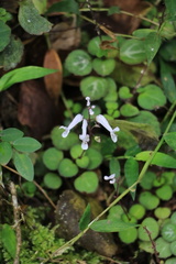 Plectranthus oertendahlii
