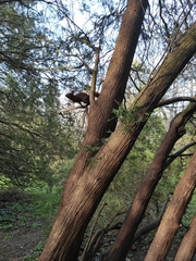 Sciurus vulgaris