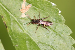 Nomada leucophthalma