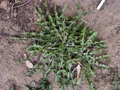Taraxacum officinale