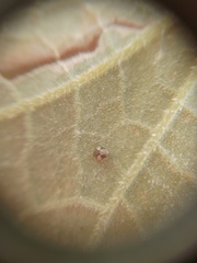 Psyllobora bicongregata