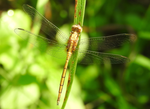 Slender Blue Skimmer photo 4