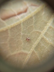 Psyllobora bicongregata