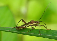 Riptortus linearis