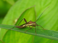Riptortus linearis