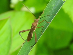 Riptortus linearis