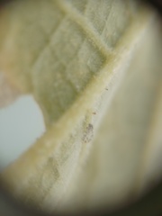 Psyllobora bicongregata