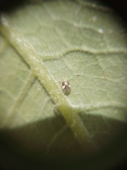 Psyllobora bicongregata