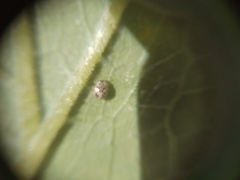 Psyllobora bicongregata