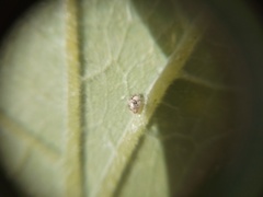 Psyllobora bicongregata