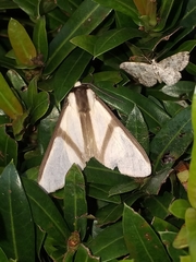 Turuptiana