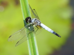 Aethriamanta gracilis