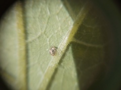 Psyllobora bicongregata