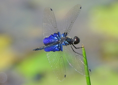Rhyothemis triangularis