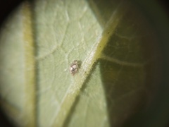 Psyllobora bicongregata