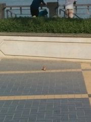 Streptopelia senegalensis