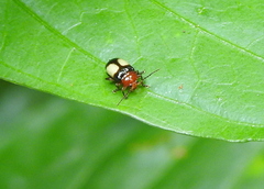Coleoptera