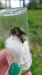 Bombus vestalis