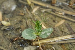 Actinostemma tenerum