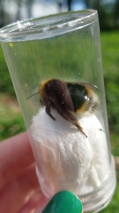 Bombus vestalis