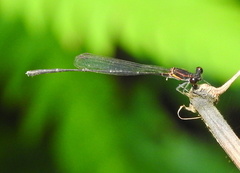 Prodasineura verticalis