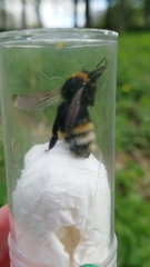 Bombus vestalis