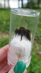 Bombus vestalis