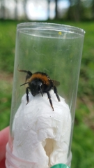 Bombus vestalis