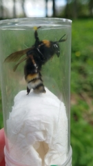 Bombus vestalis