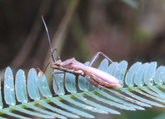 Riptortus linearis