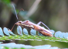 Riptortus linearis