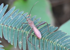 Riptortus linearis
