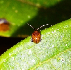 Chrysomelidae