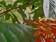 Pelopidas mathias mathias