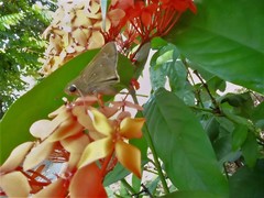 Pelopidas mathias mathias