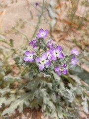 Matthiola tricuspidata