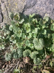 Glechoma hederacea