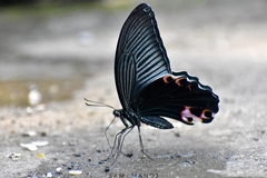 Papilio protenor