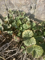 Glechoma hederacea