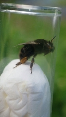 Anthophora plumipes