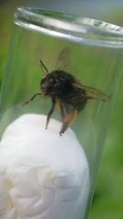 Anthophora plumipes