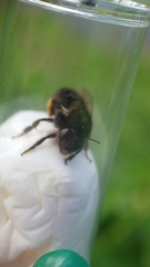 Anthophora plumipes