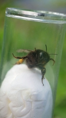 Anthophora plumipes