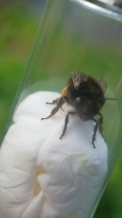 Anthophora plumipes