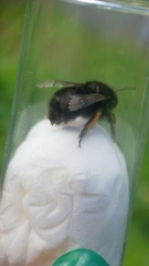 Anthophora plumipes