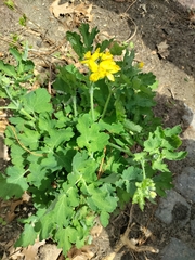 Chelidonium majus