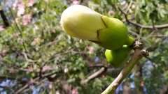 Ceiba chodatii