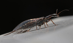 Raphidiinae